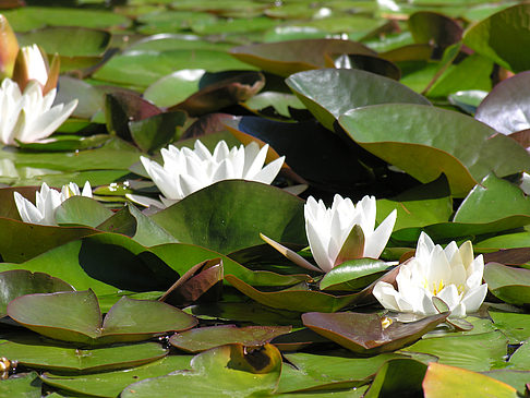 Foto Planten un Blomen - Wasserkaskaden